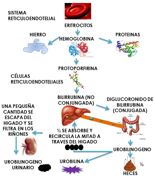 bilirrubina conjugada en sangre bilirrubina conjugada en sangre